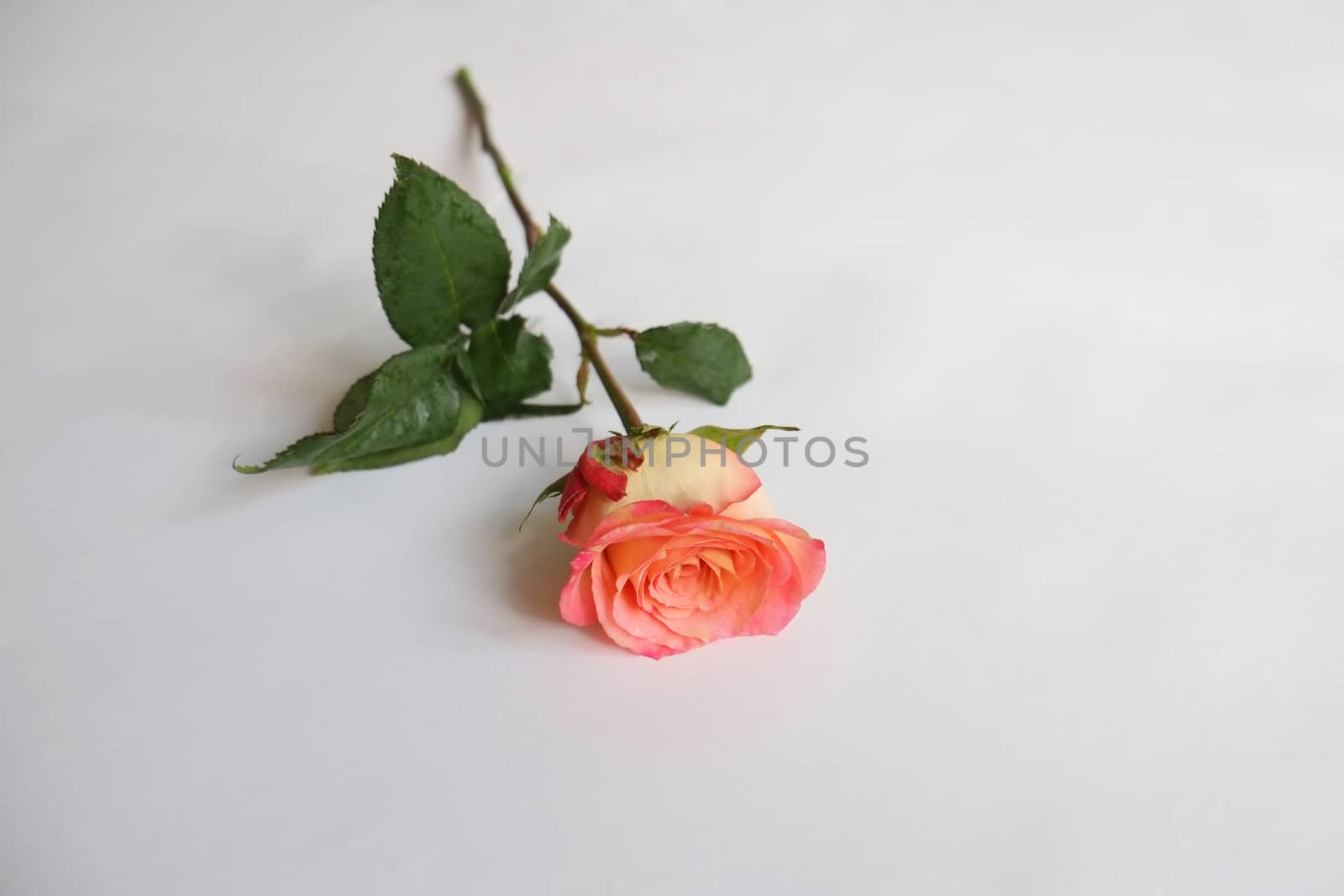 Single coral rose by mmm