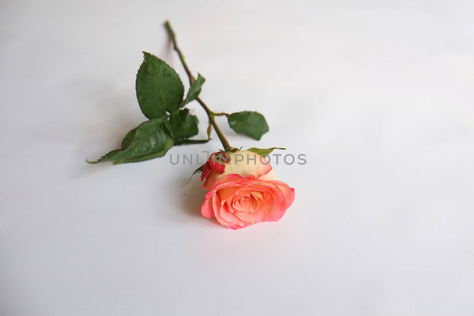 Single orange rose by mmm