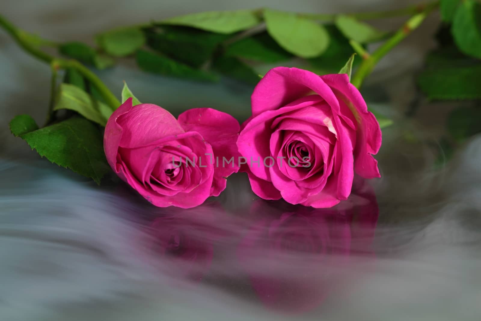 Pink roses in the mist