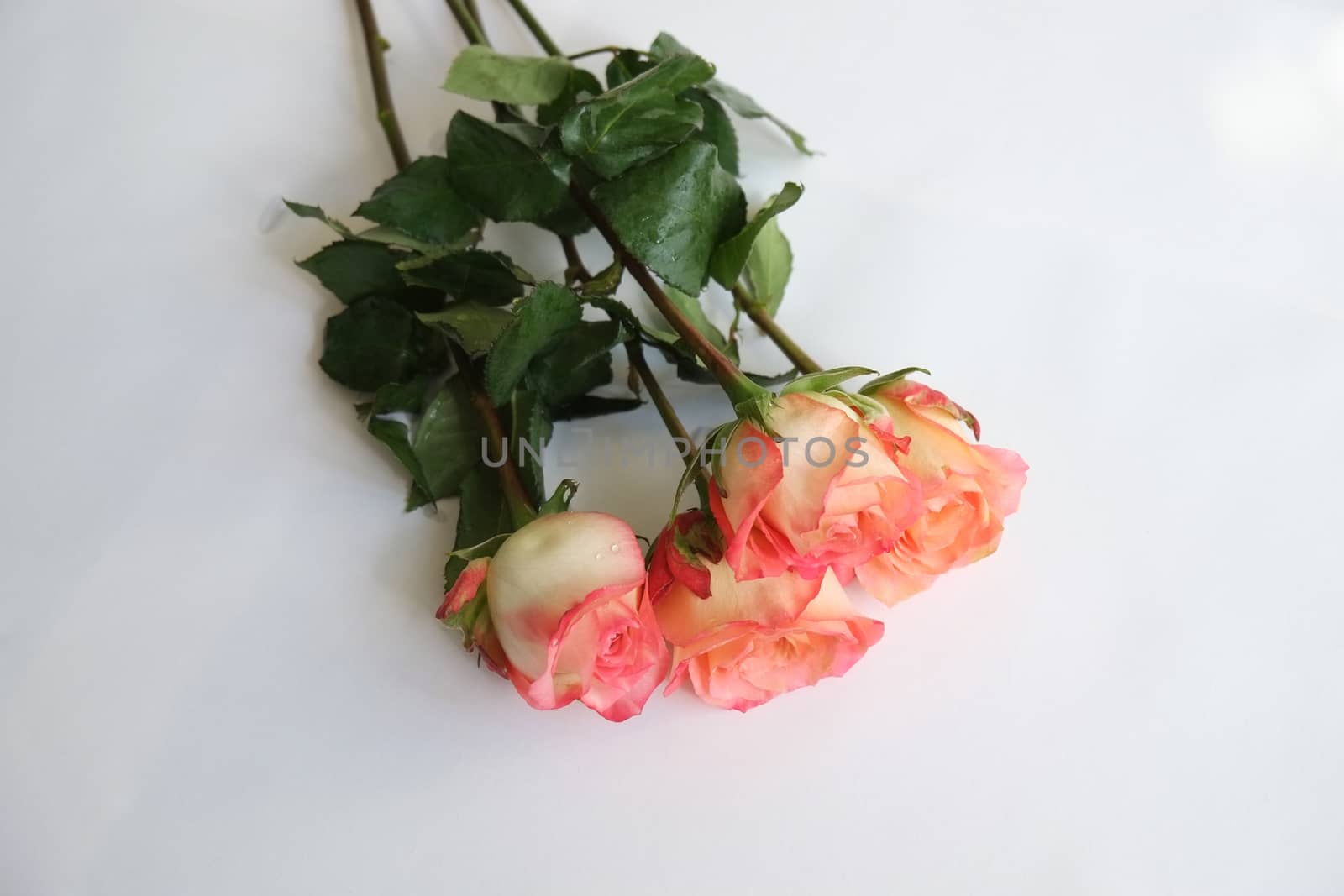 Bouquet of coral roses on white