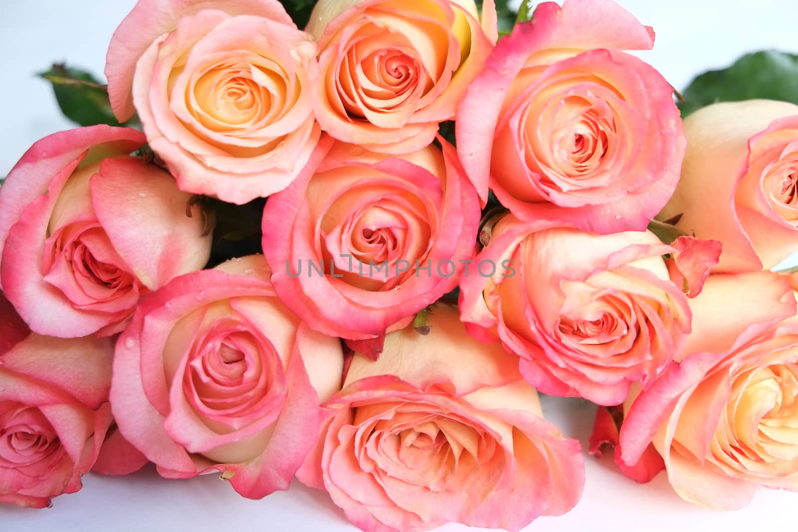 Bouquet of coral roses by mmm