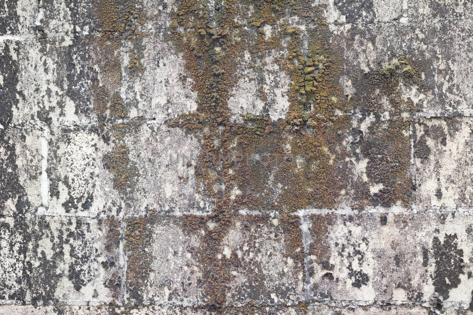 dirty grunge brick wall background with dead moss