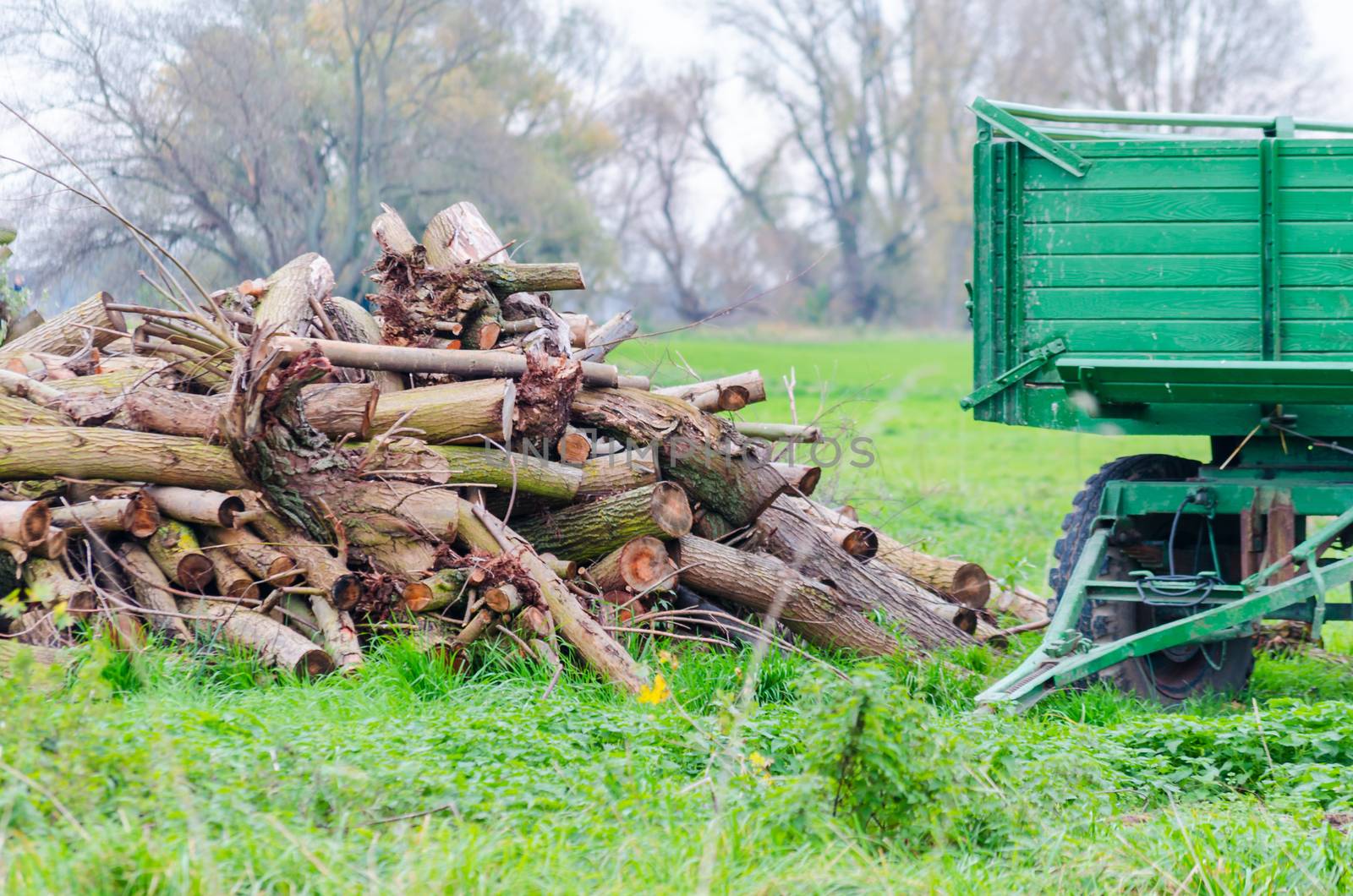 Pendant on a meadow next to a stack of firewood ready for the winter season.