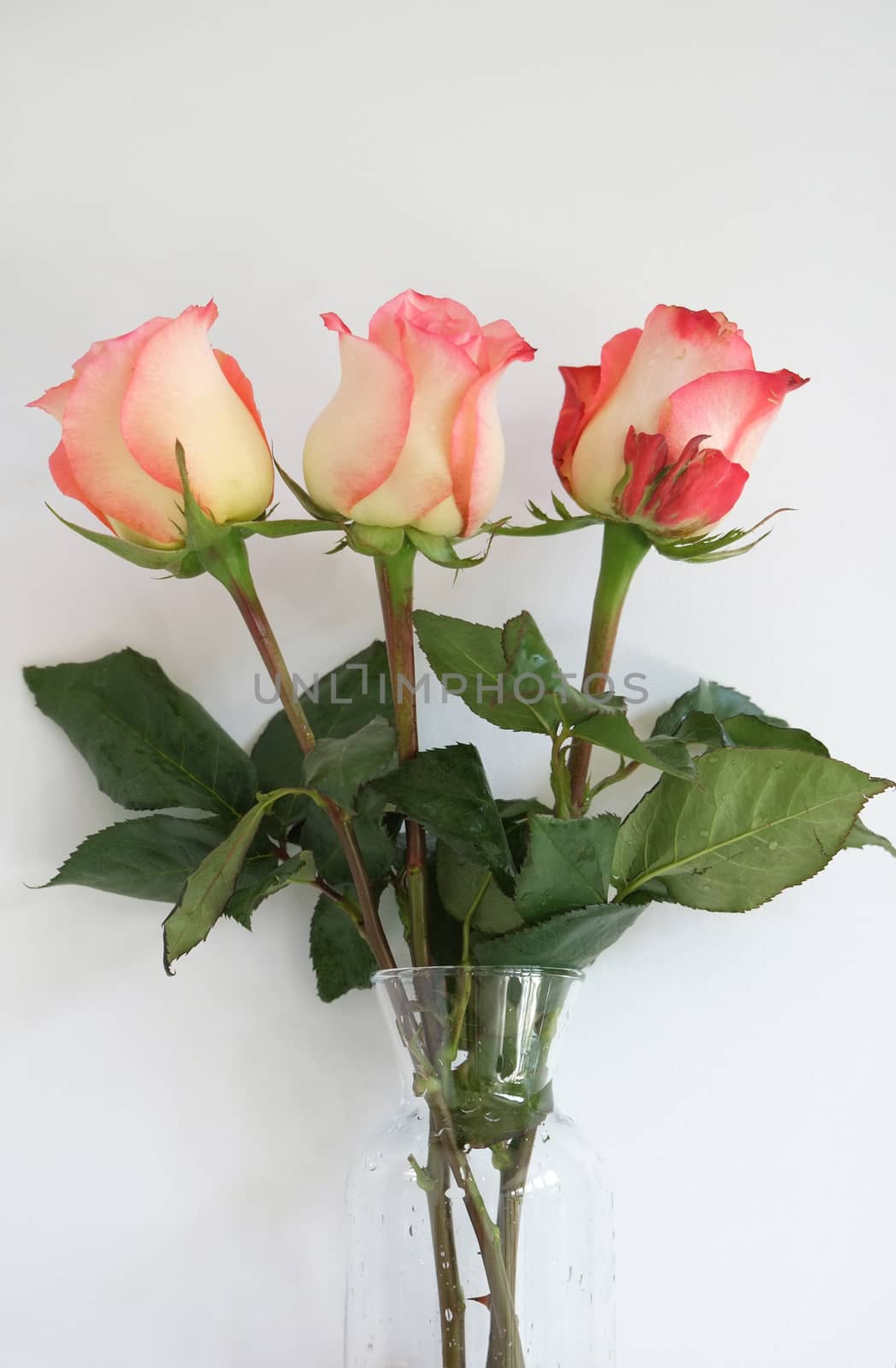 Coral long stem roses in a vase