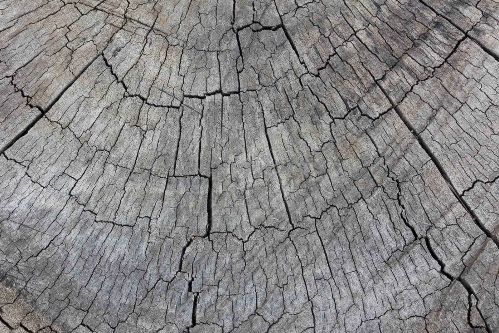 grey texture of tree stump
