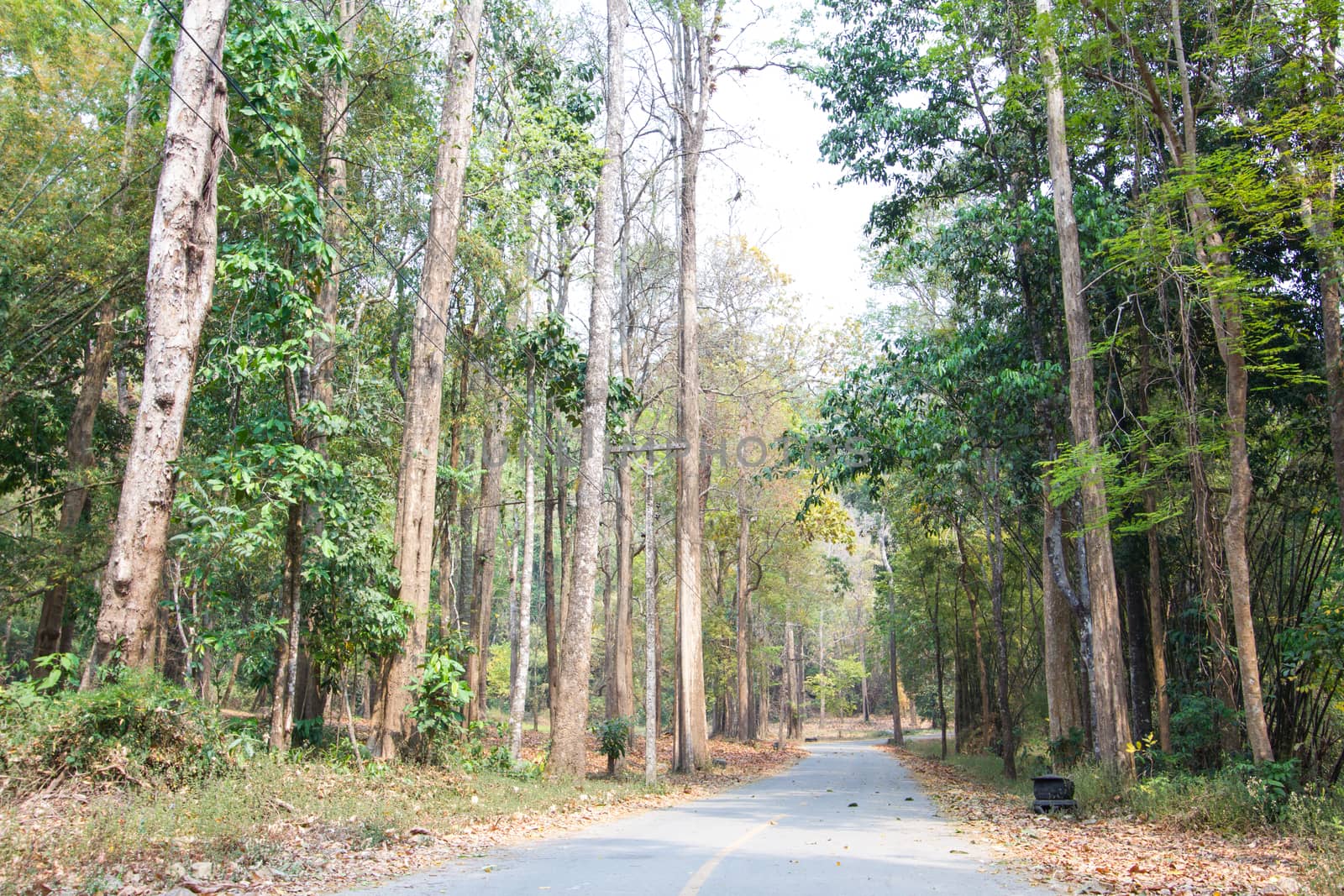 Forest road landscape close-up background.