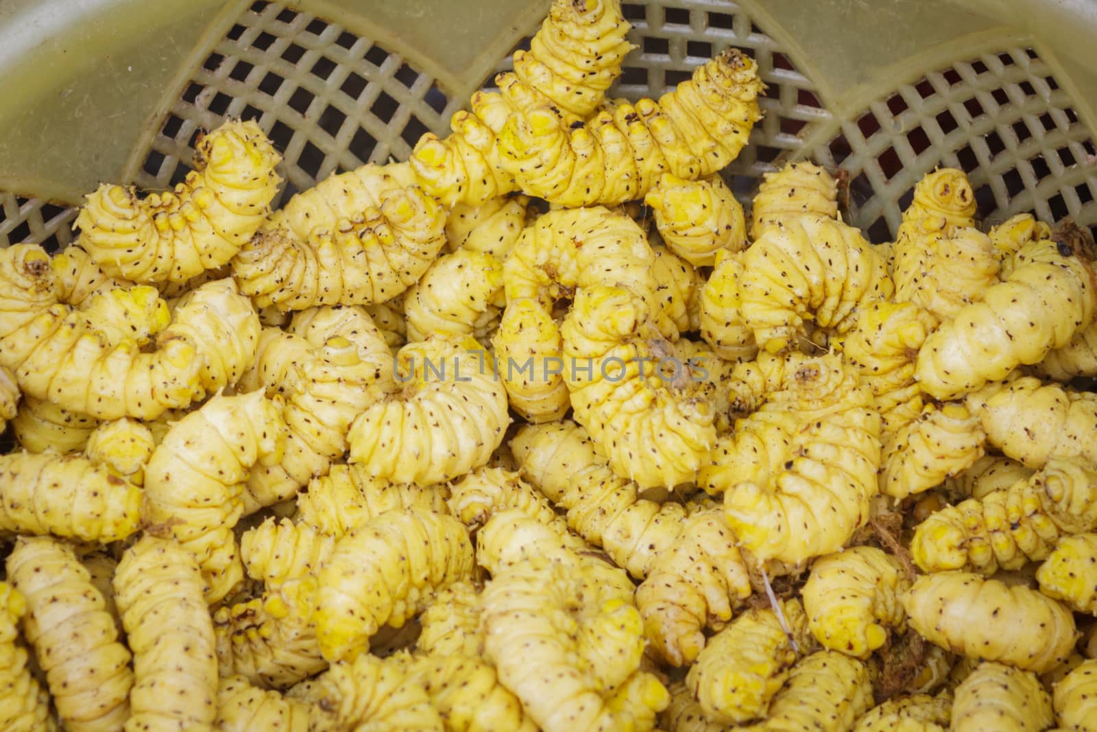 Yellow bamboo worms at local market. by ngungfoto