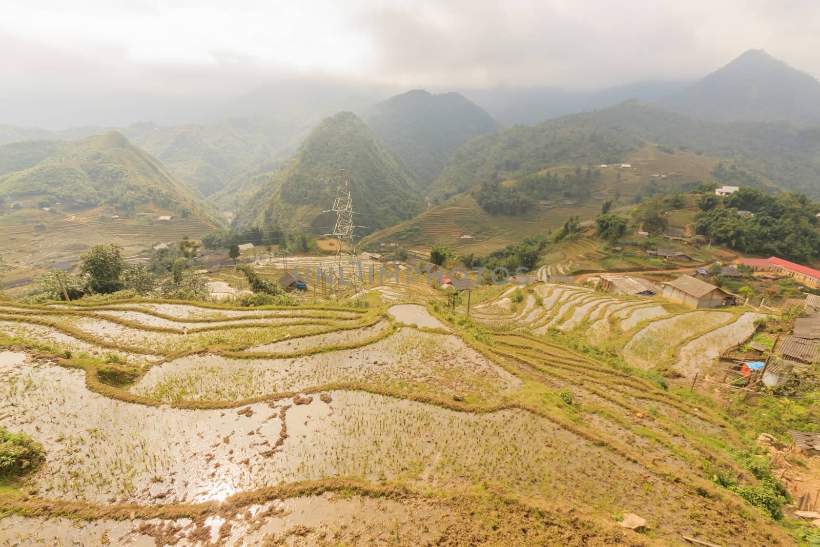 Rice fields on terraced of  Cat Cat Village,Vietnam.  by ngungfoto