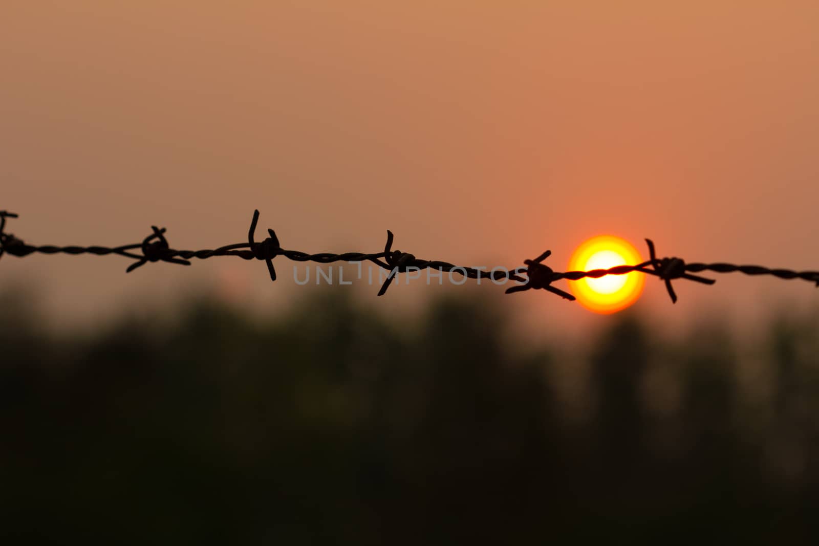 Barbed wire silhouette on sunset sky.