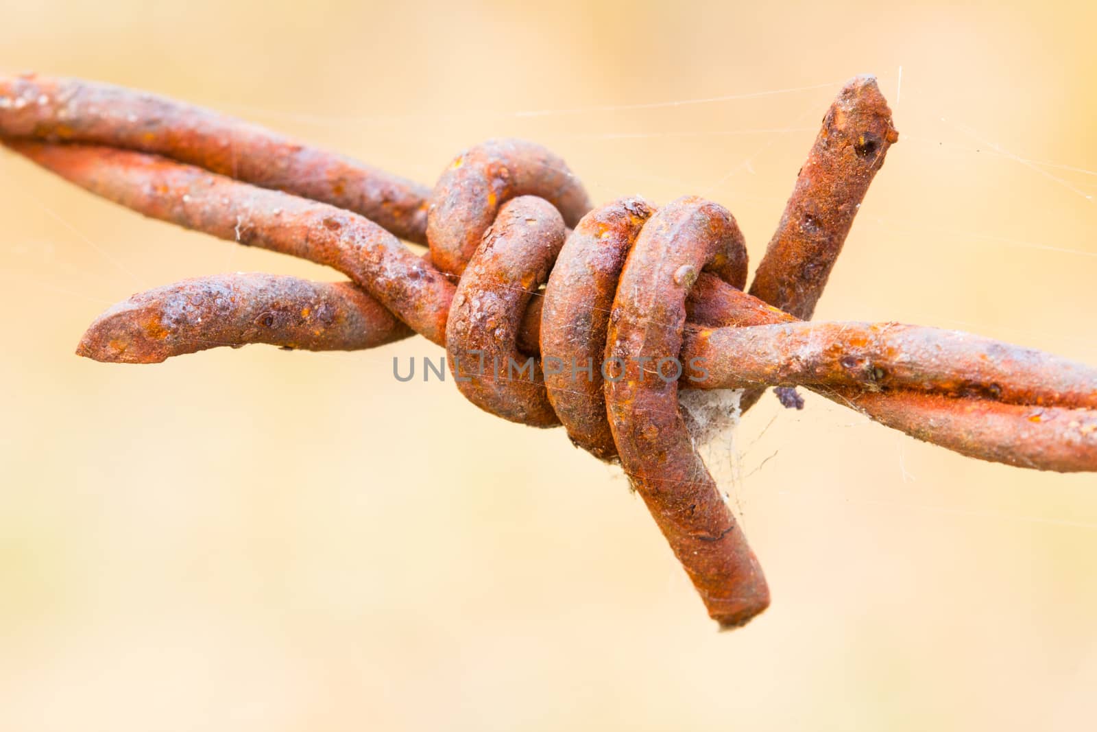 old rusty barbed wire closeup