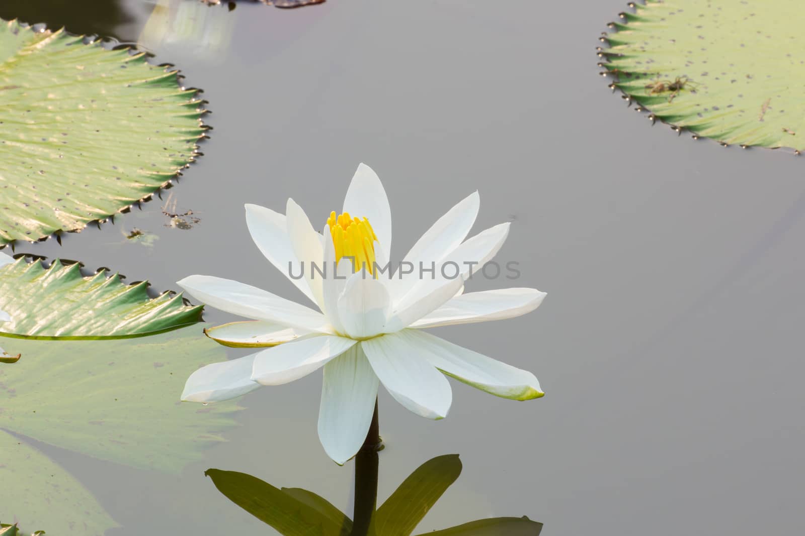 Water lily floating on lake.