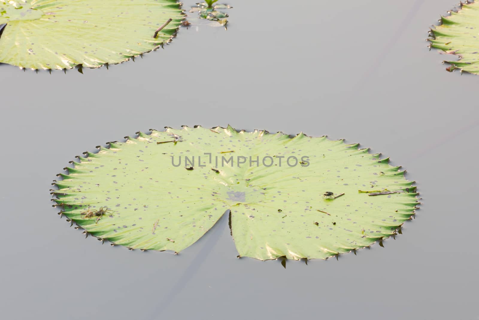 closedup green lotus leaves on water.
