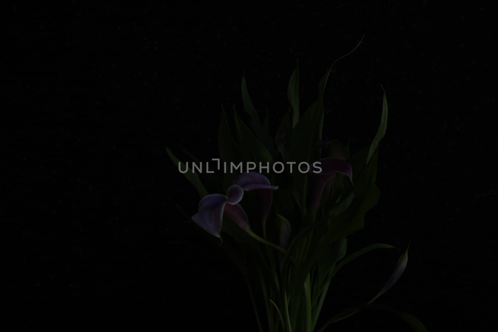 Silhouetted bouquet of purple calla lilies against black