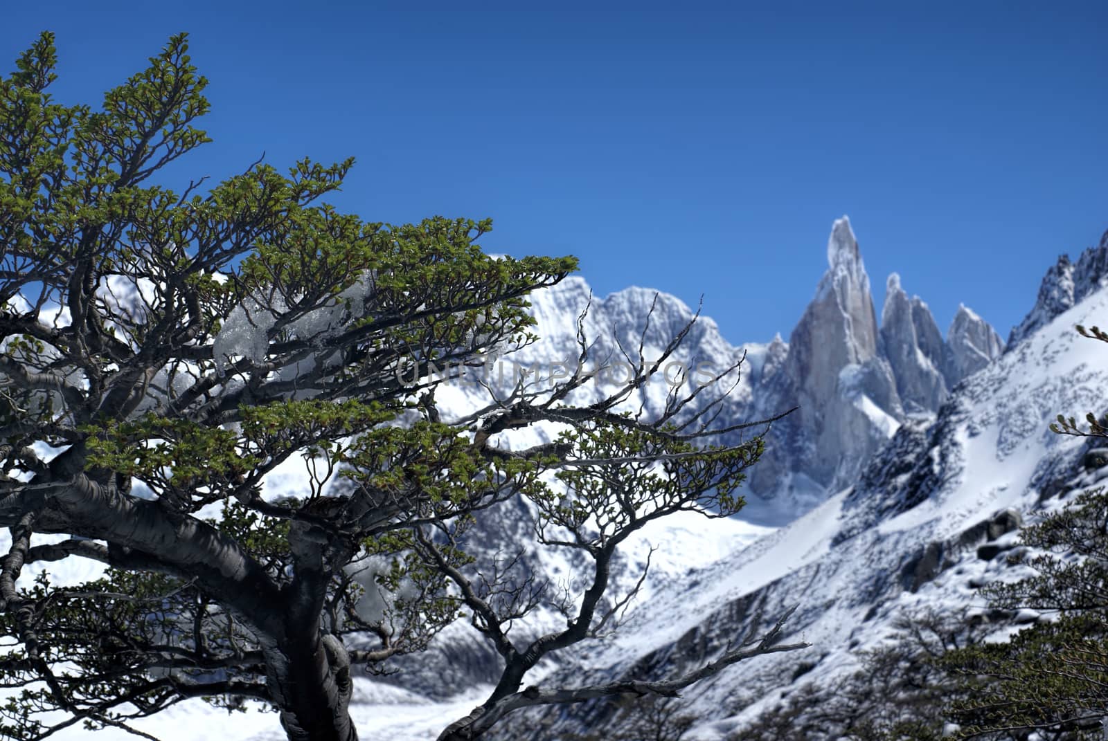 Close-up view of a tree with snowy mountains in the background in Los Glaciares National Park           