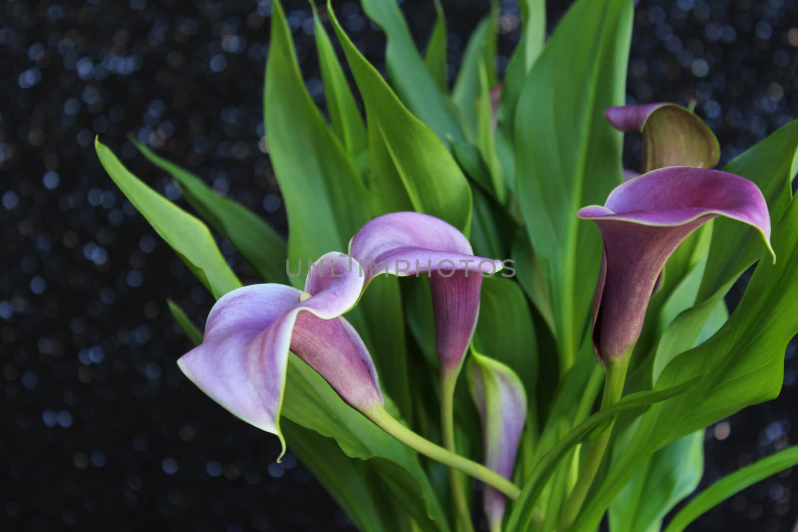 Bouquet of purple calla lilies against sequin fabric backdrop