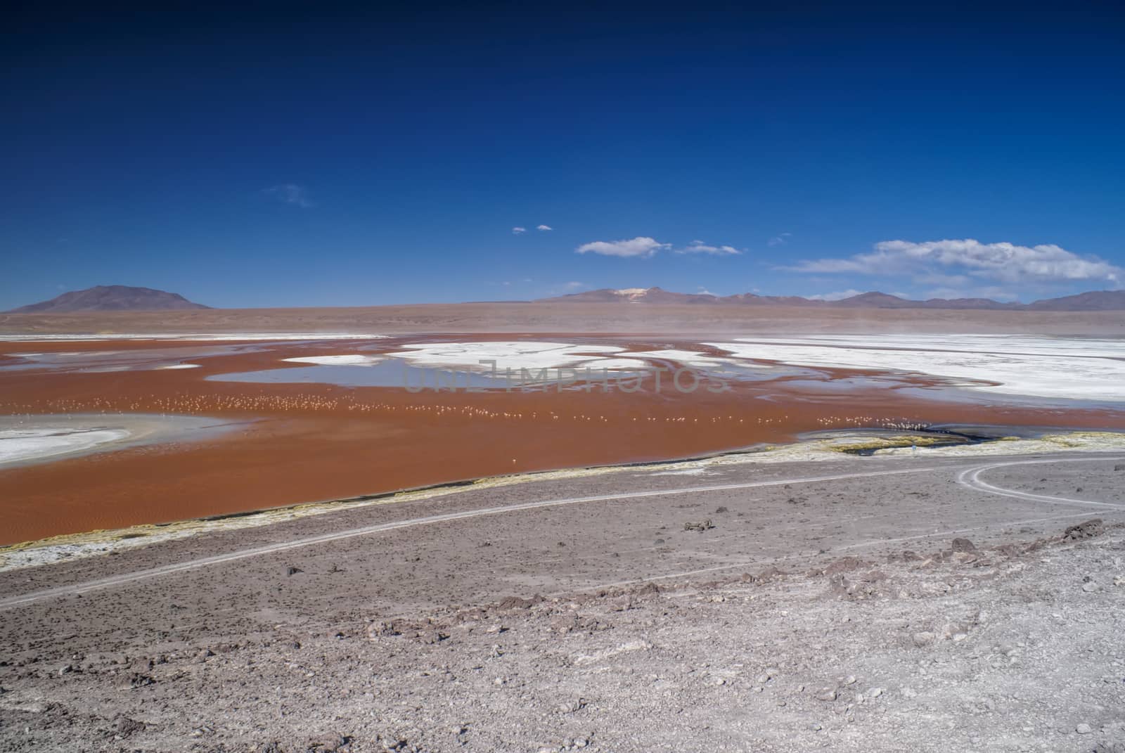 Red lake dotted with flamingos in bolivian desert near Salar de Uyuni