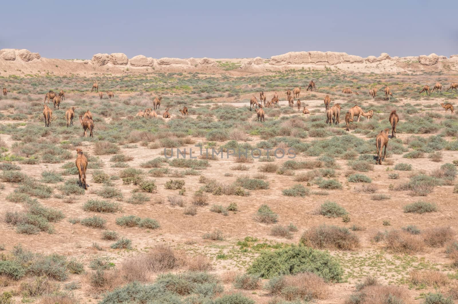 Herd of camels in desert near Merv, Turkmenistan