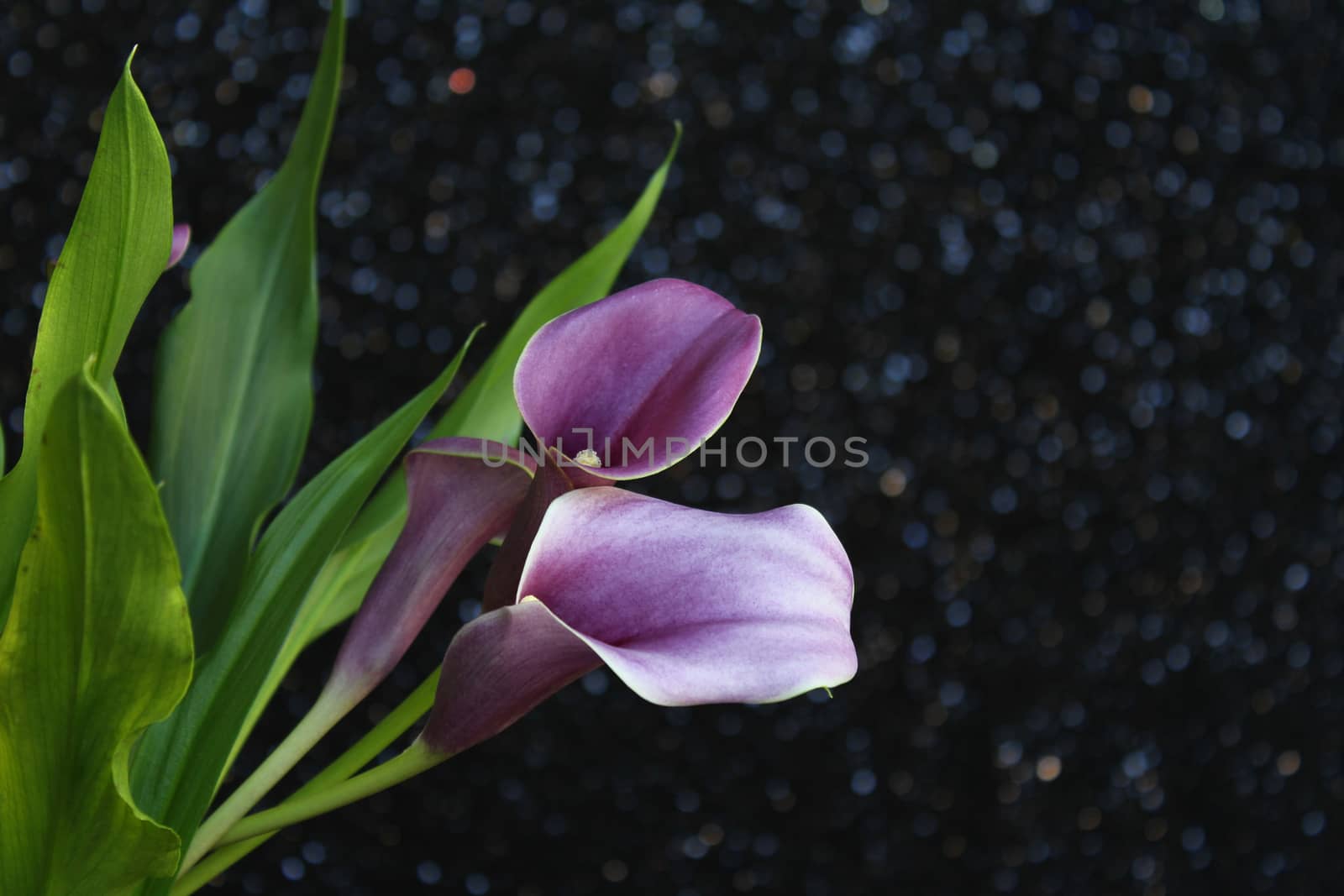 Bouquet of purple calla lilies by mmm