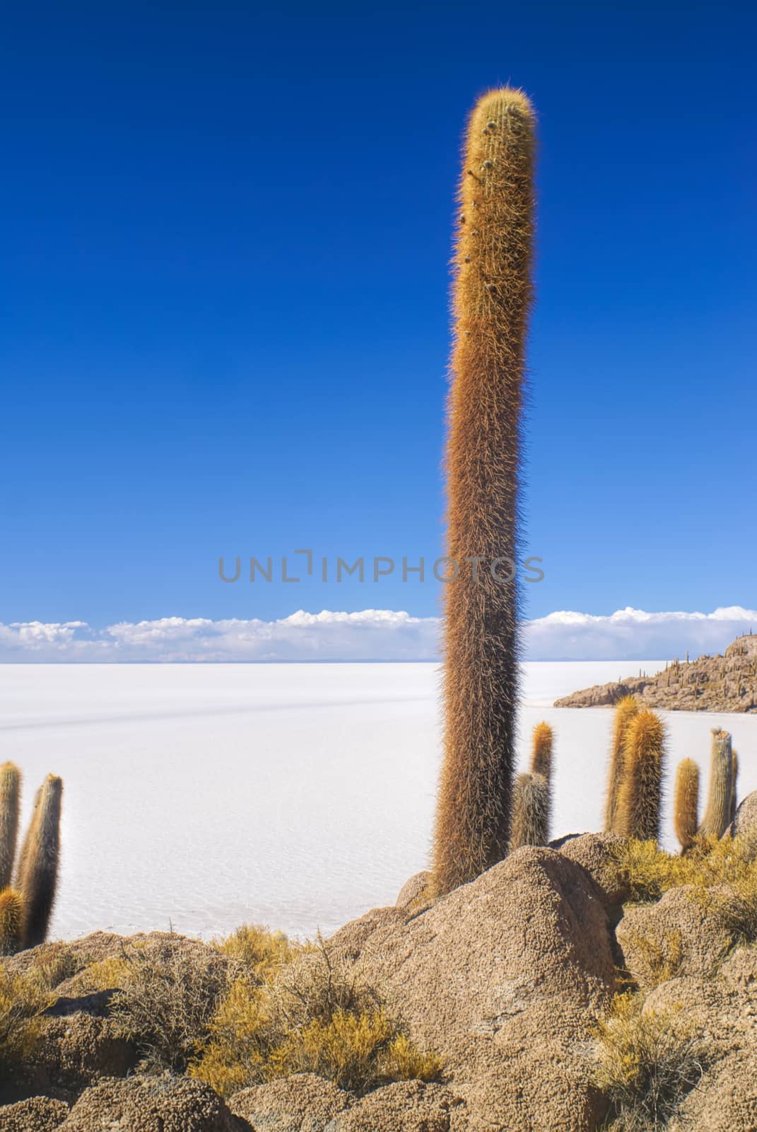 Tall cactus growing near white salt planes Salar de Uyuni in Bolivia