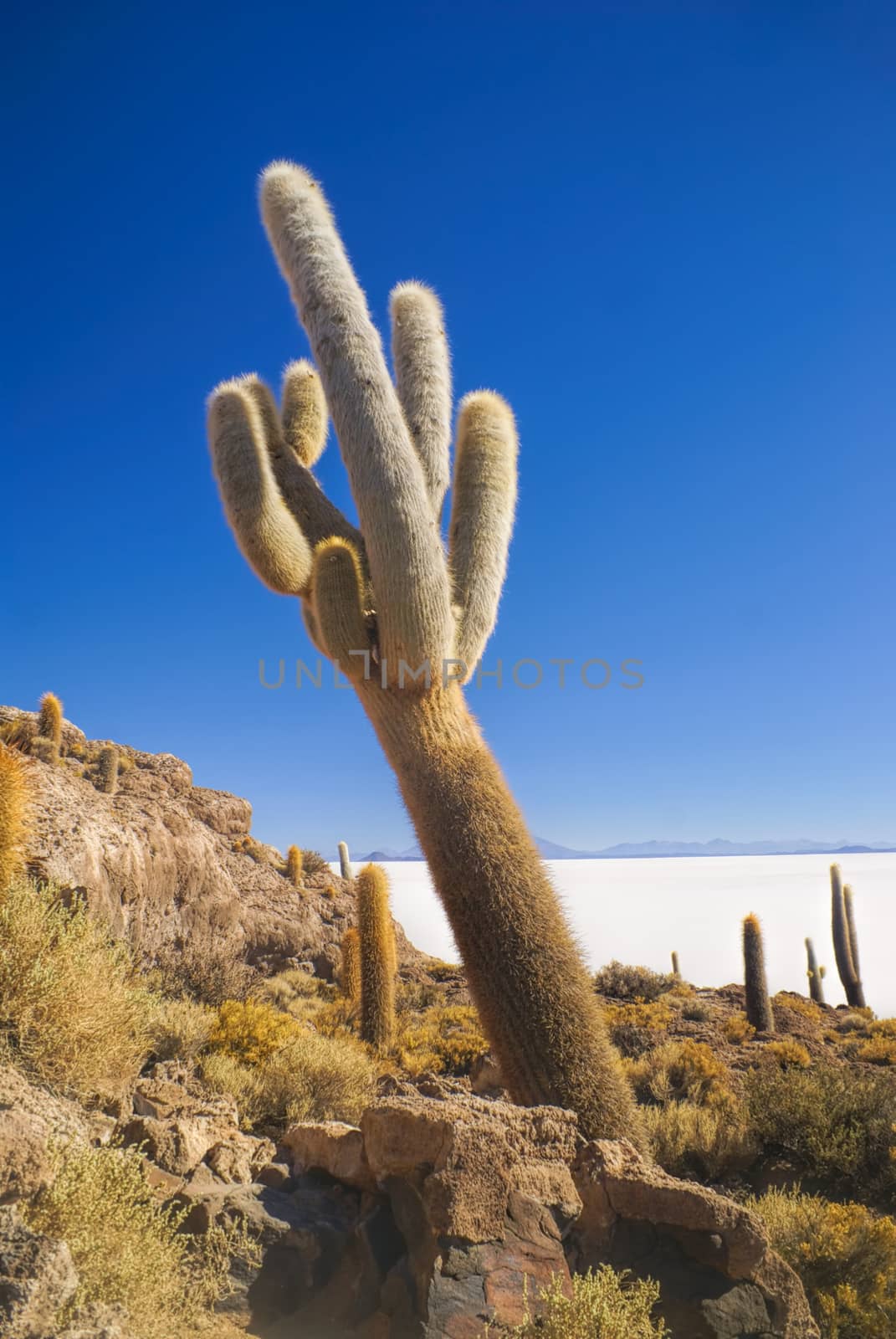 Huge cactus growing near white salt planes Salar de Uyuni in Bolivia