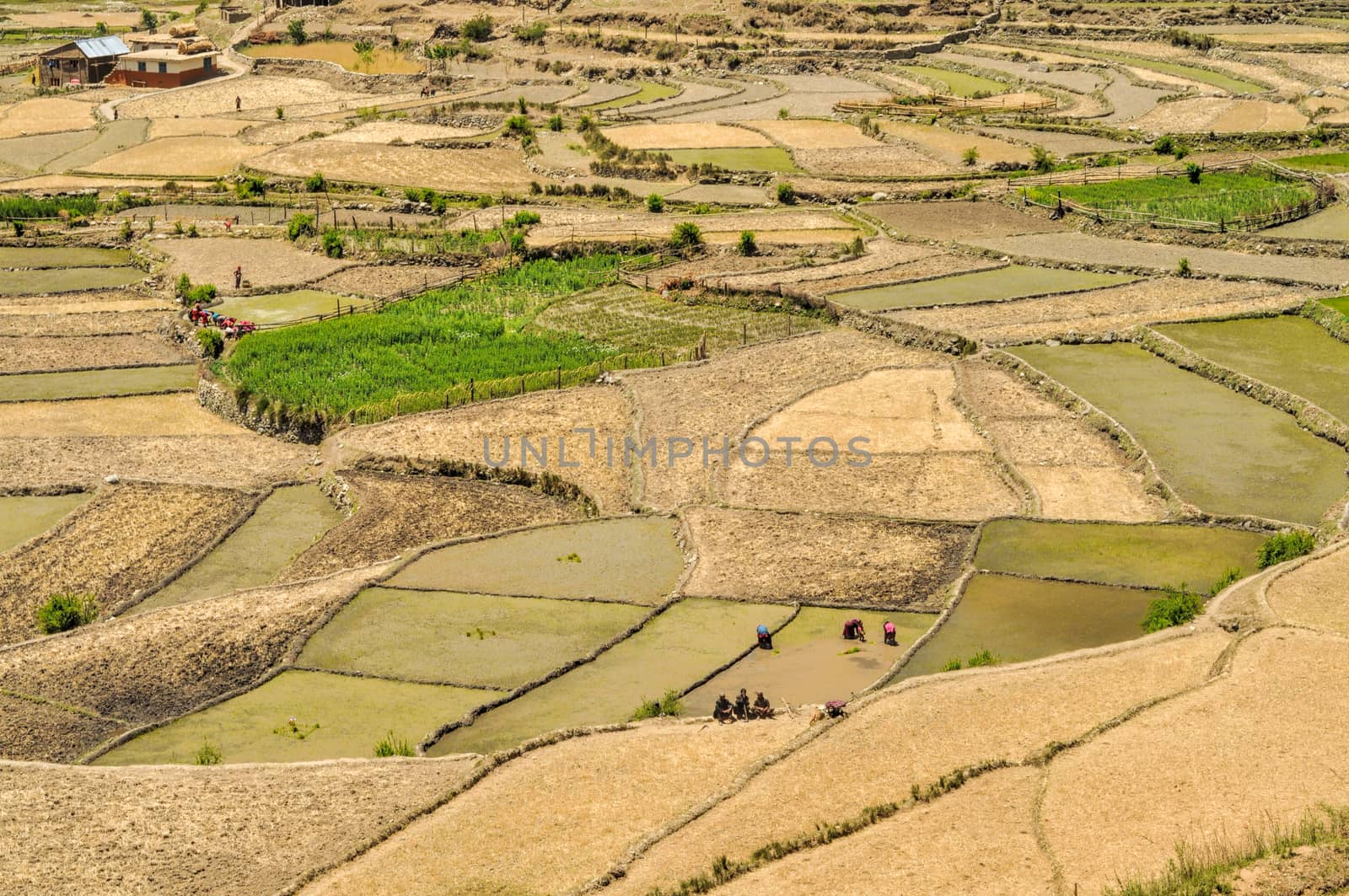 Fields in Nepal by MichalKnitl