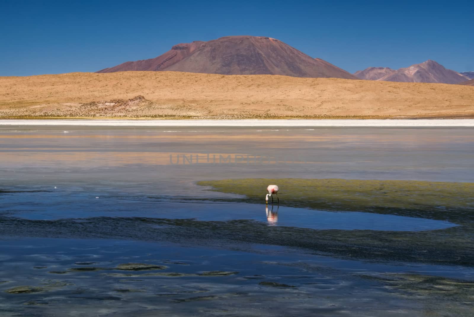 Flamingo in picturesque shallow lake in bolivian desert near Salar de Uyuni
