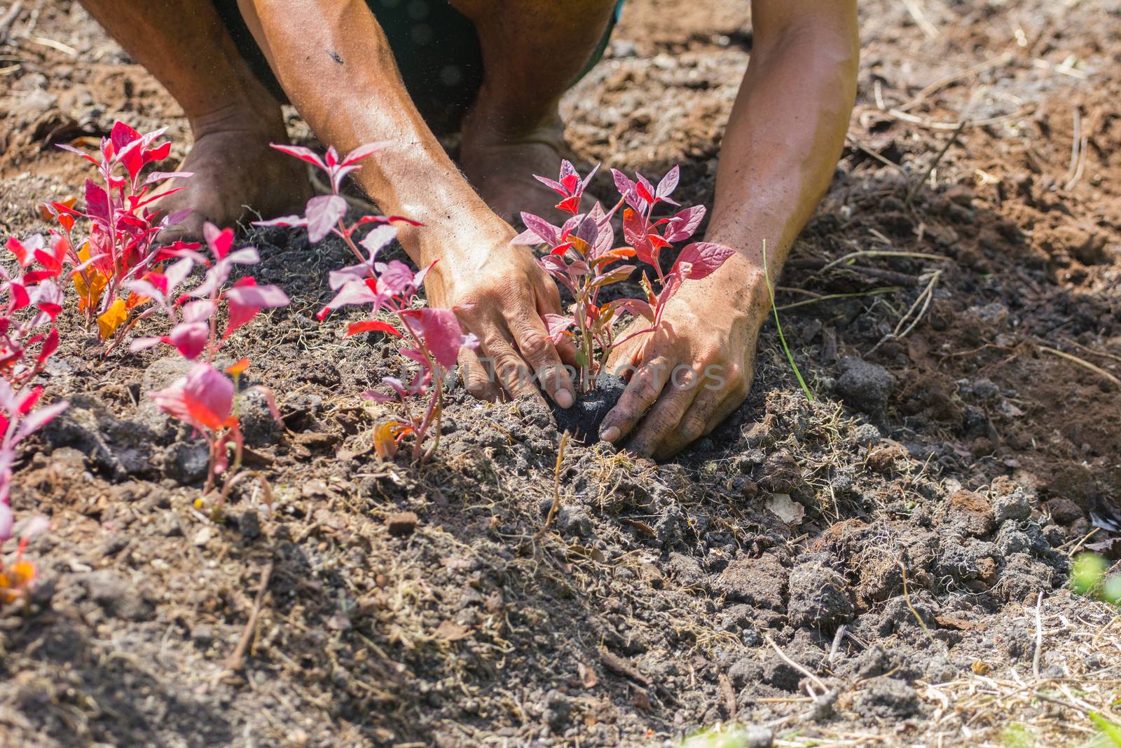 farmer's hands growing a young tree / save the world / heal the world / love nature, in strong sunshine