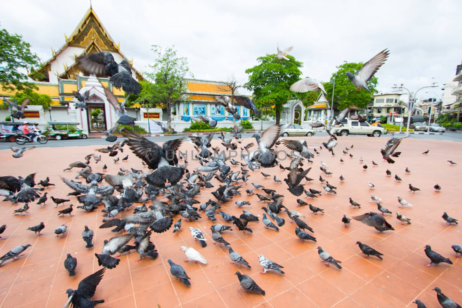 flock of pigeons on the ground