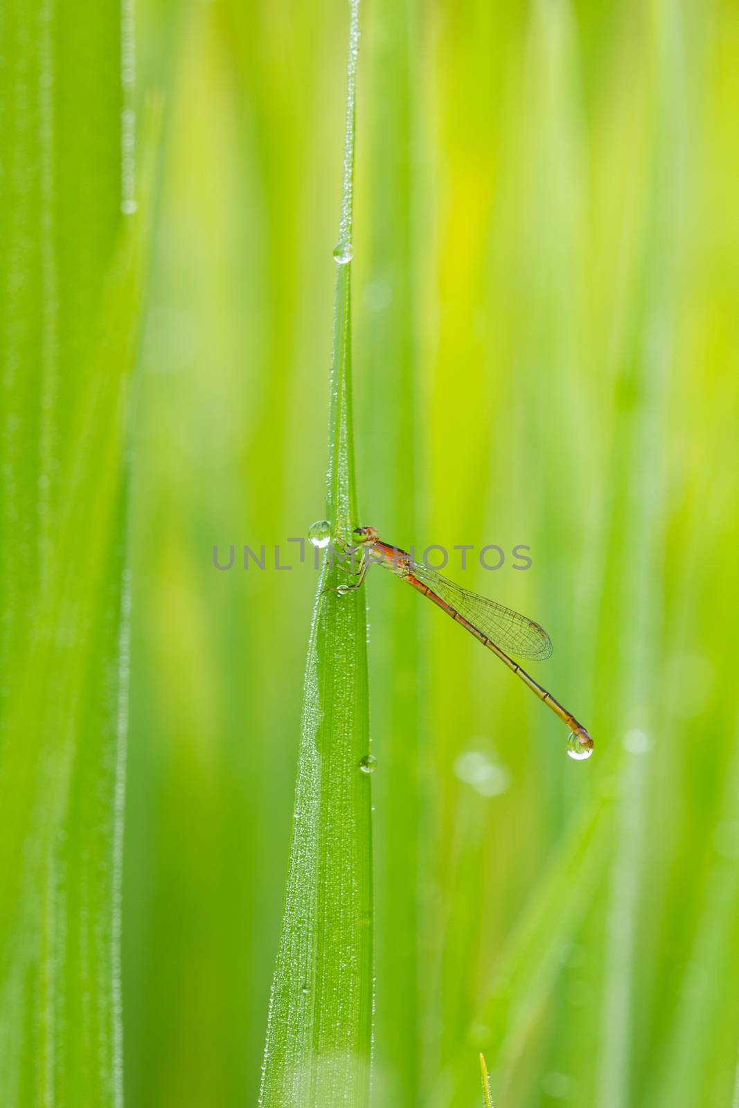 red dragonfly drinking dew in the morning in Thailand