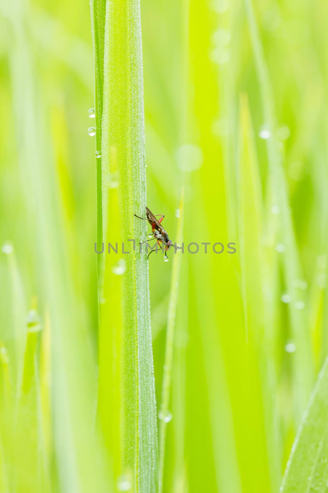 insect drinking dew in the background of green nature