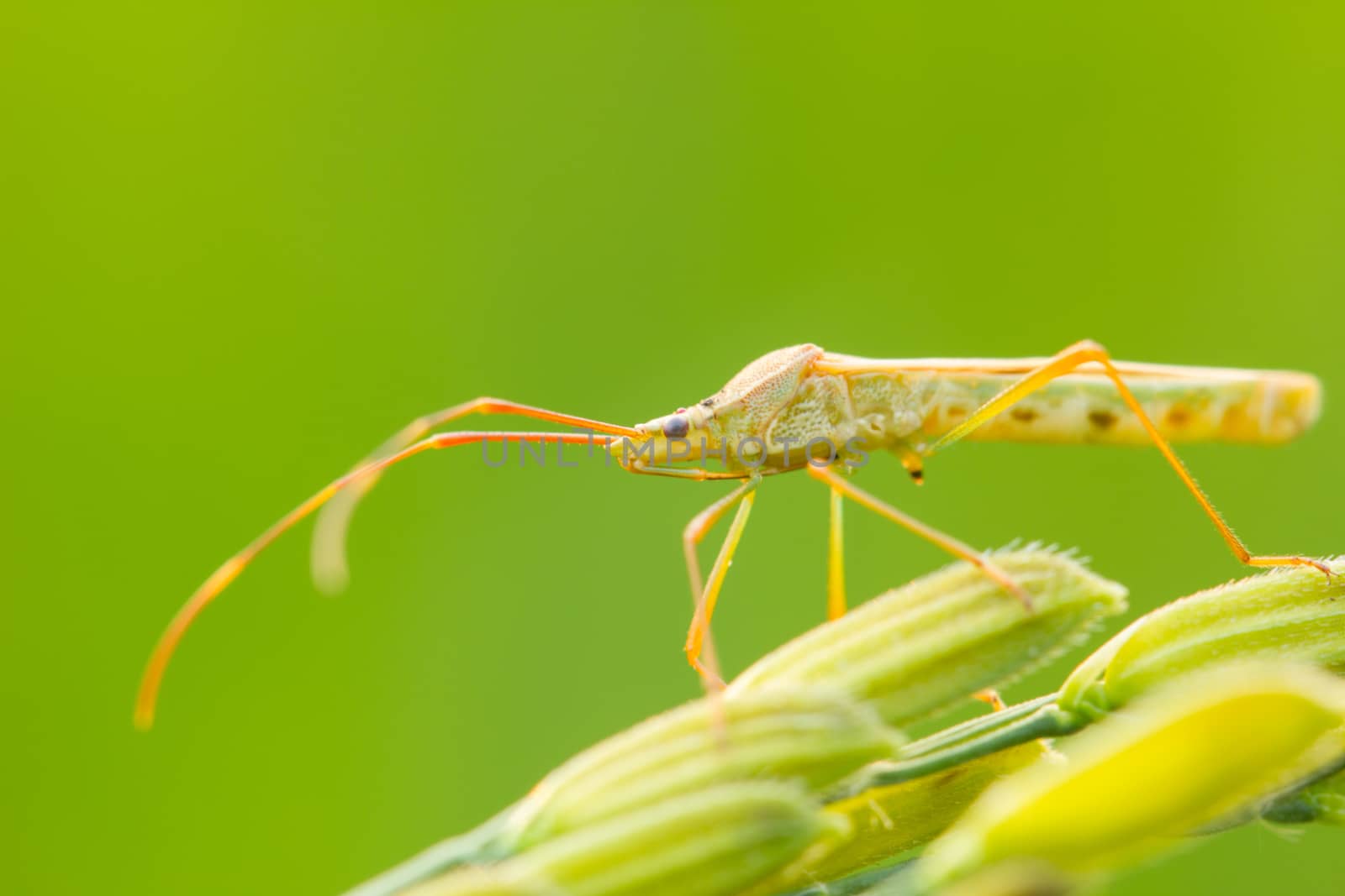insect on an ear of rice, closeup, shallow depth of field, focusing on its eye