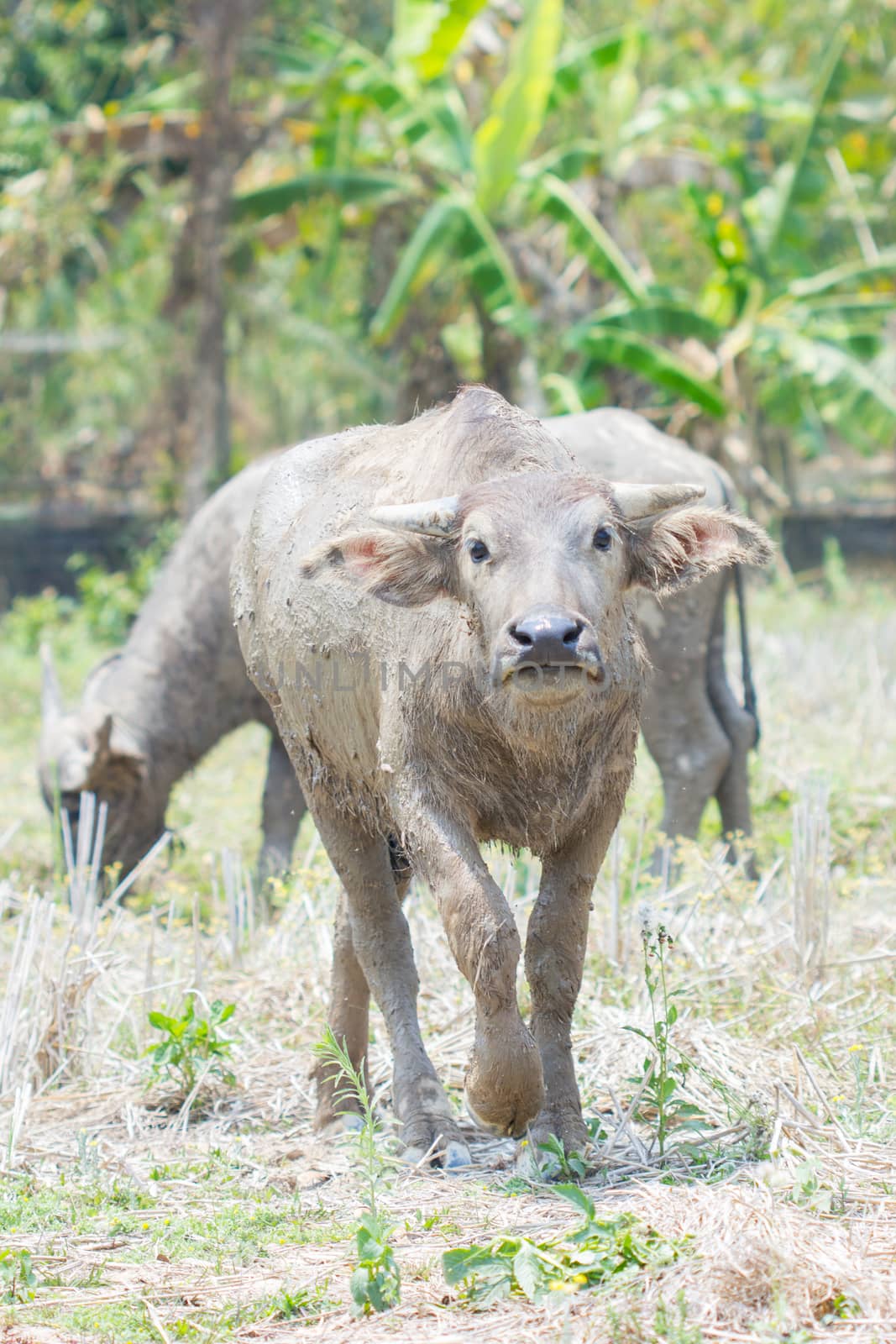 thai buffalo bull looking at the camera. by a3701027