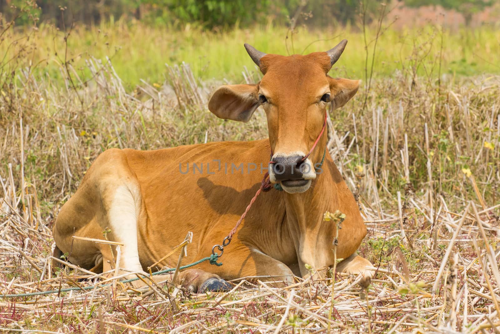 brown cow lying down on dry grass in sunshine.