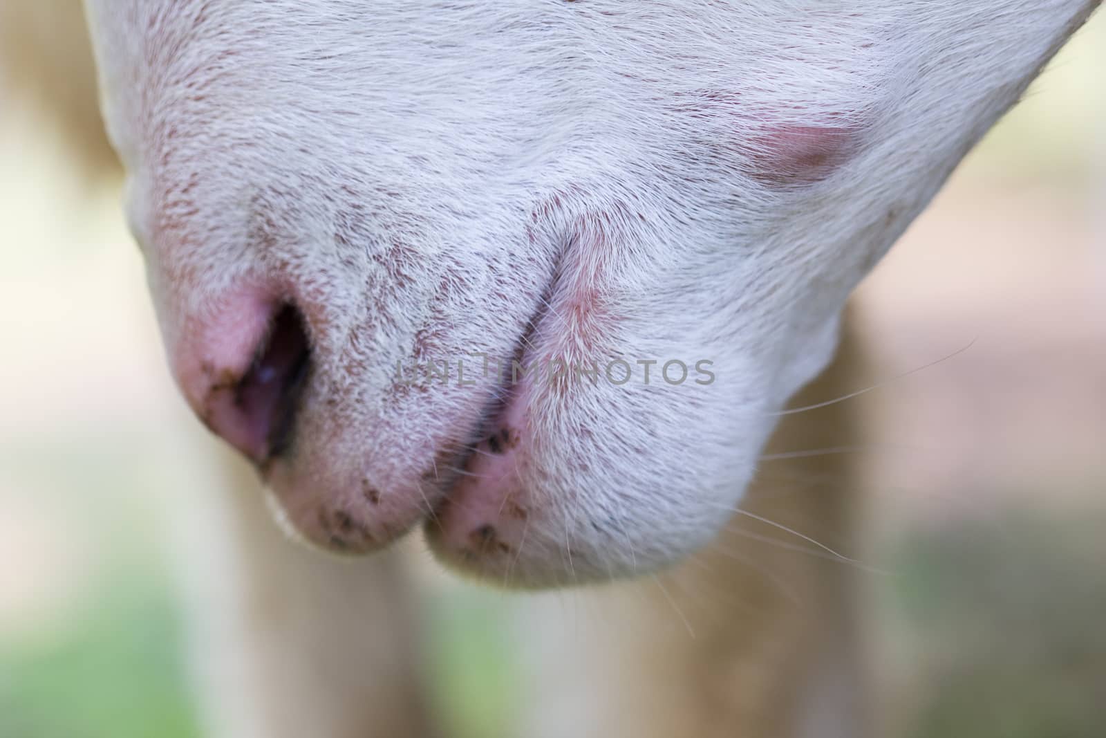 closeup of white bleating goats, focusing on its mouth with shallow depth of field.