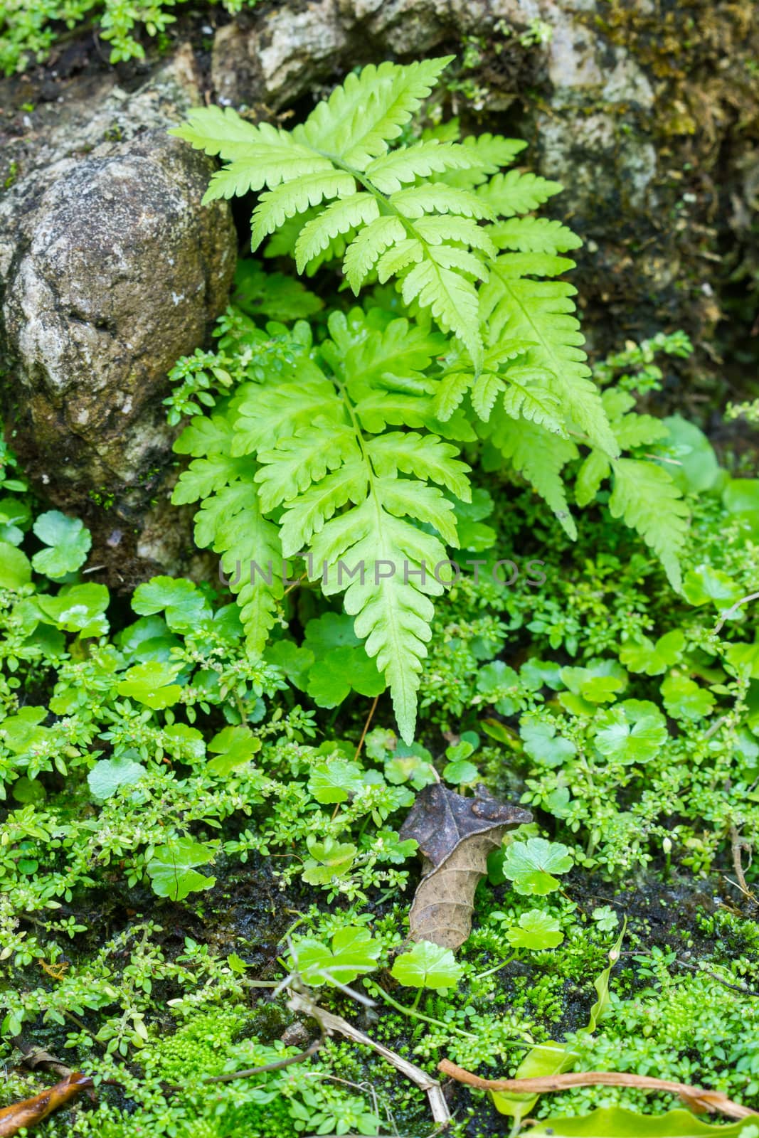 fresh green fern leaves by a3701027