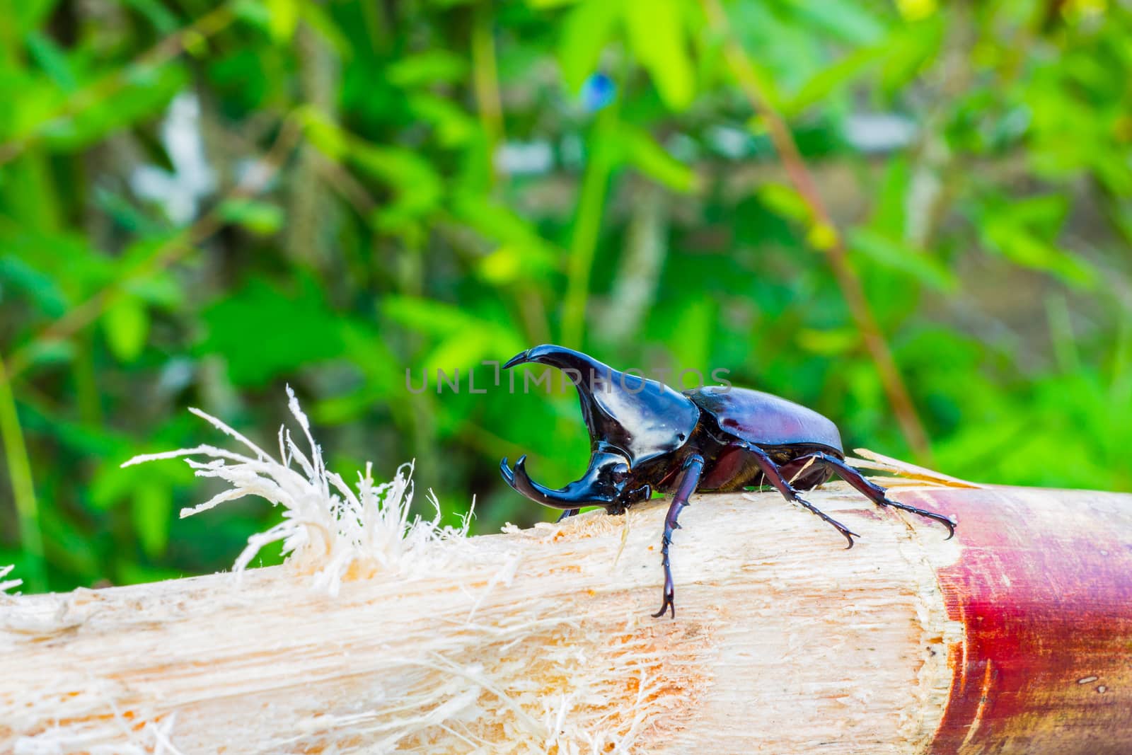 Thai rhinoceros beetle eating sugar cane.