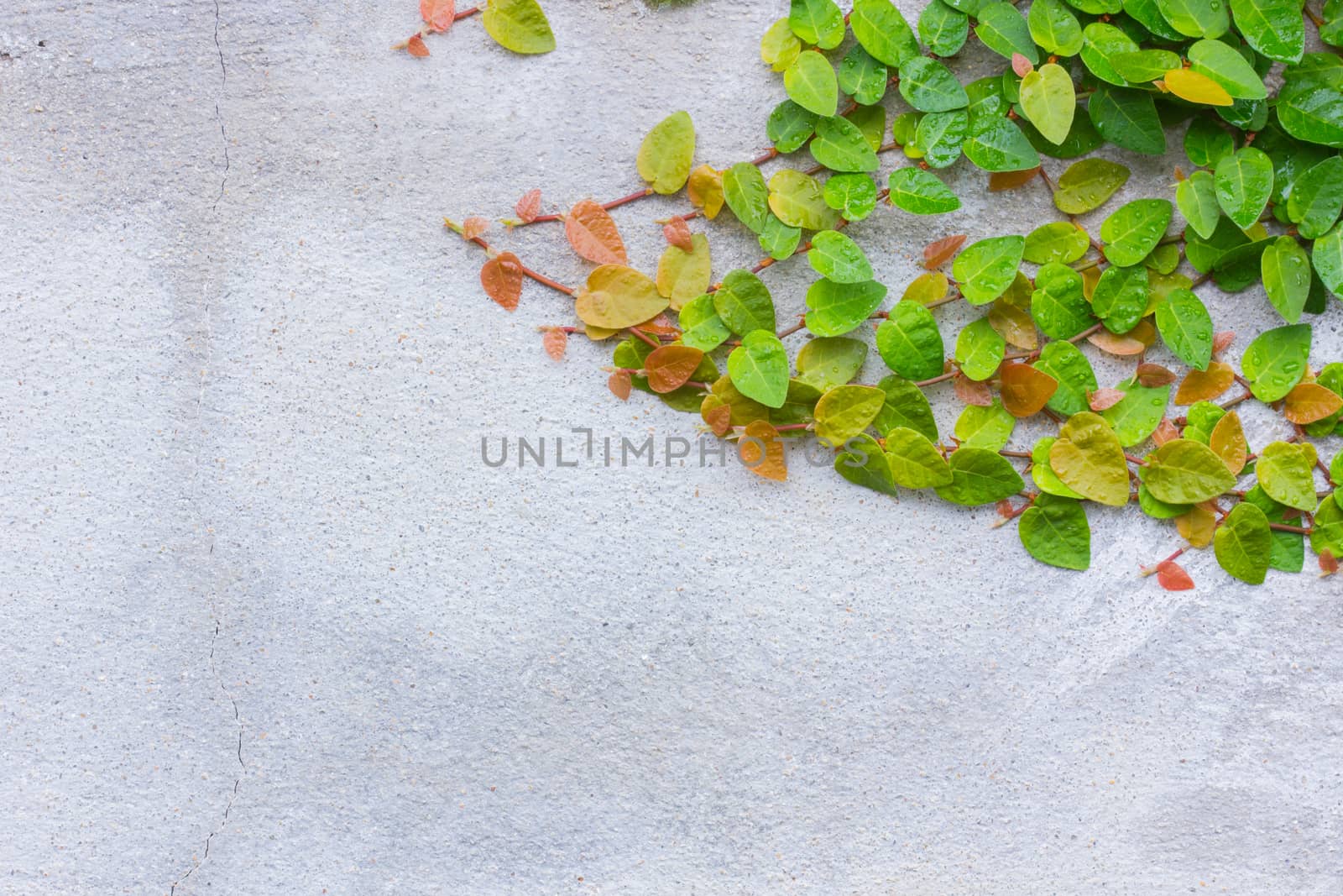 Coatbuttons or Mexican daisy on the wall, abstract texture background, with copyspace