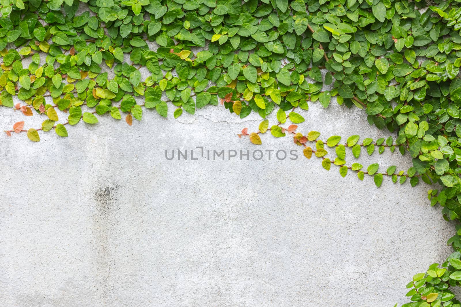 Coatbuttons or Mexican daisy on the wall, abstract texture background, with copyspace