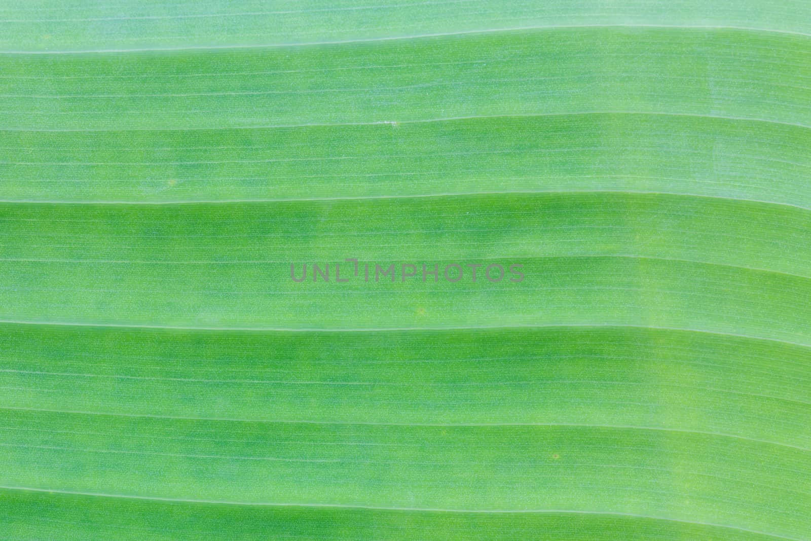 Green banana leaf background abstract.