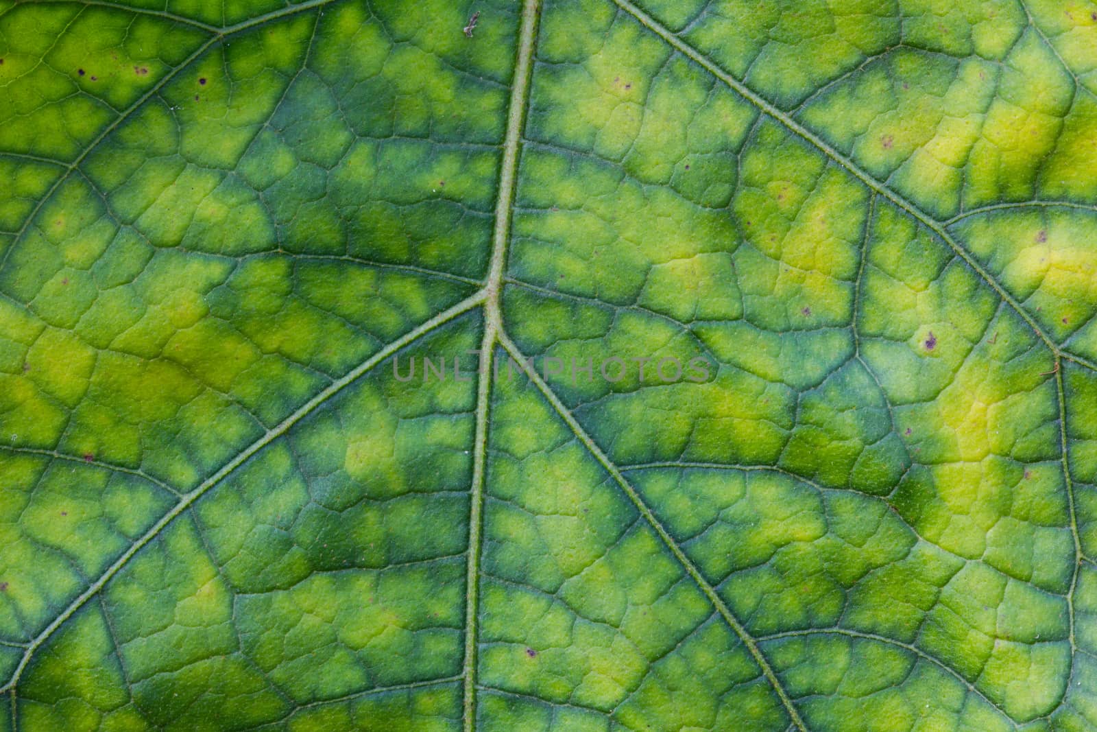 Abstract green leaf texture for background.