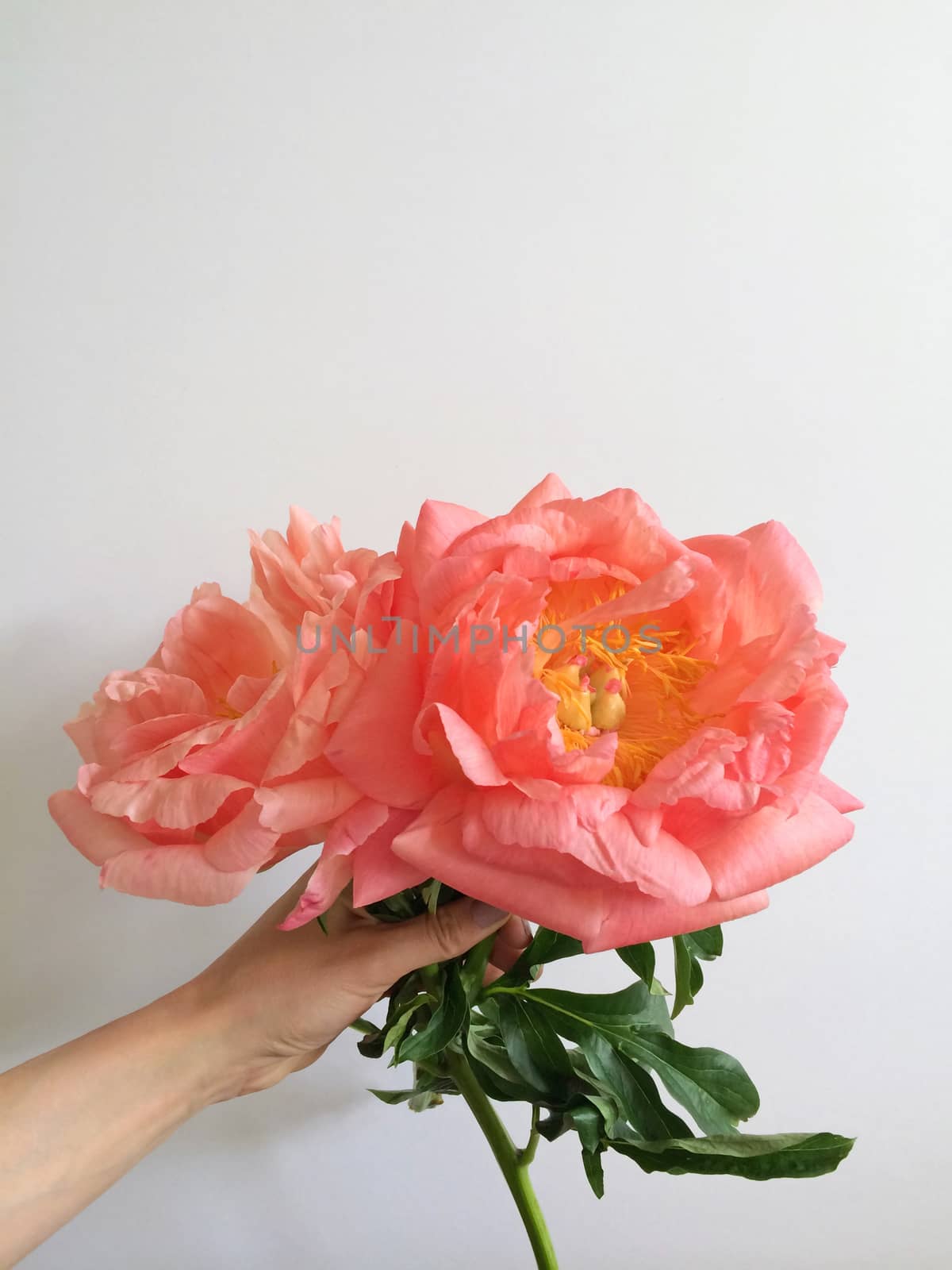 Holding a bouquet of large coral peonies