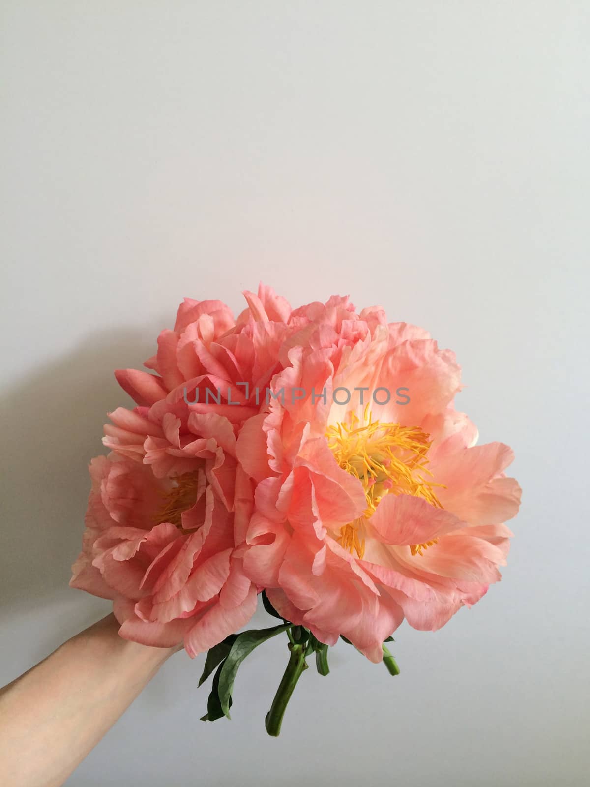 Large coral peonies by mmm