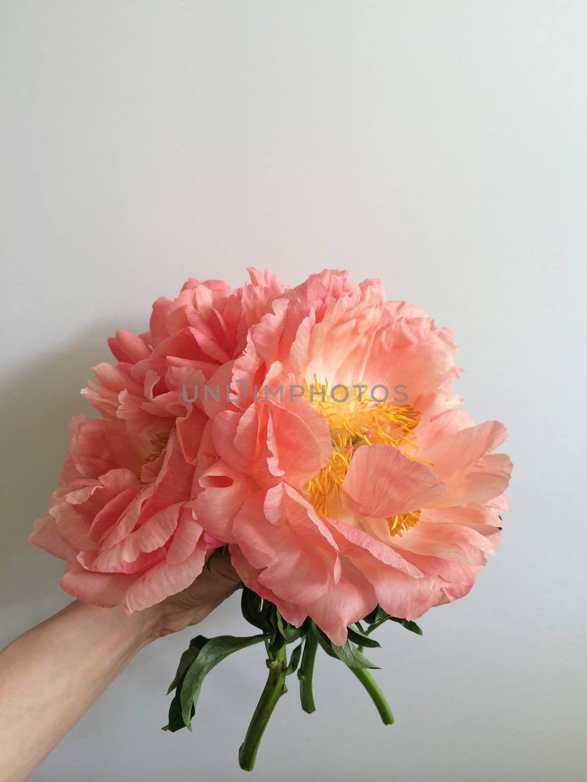 Holding a bouquet of large coral peonies