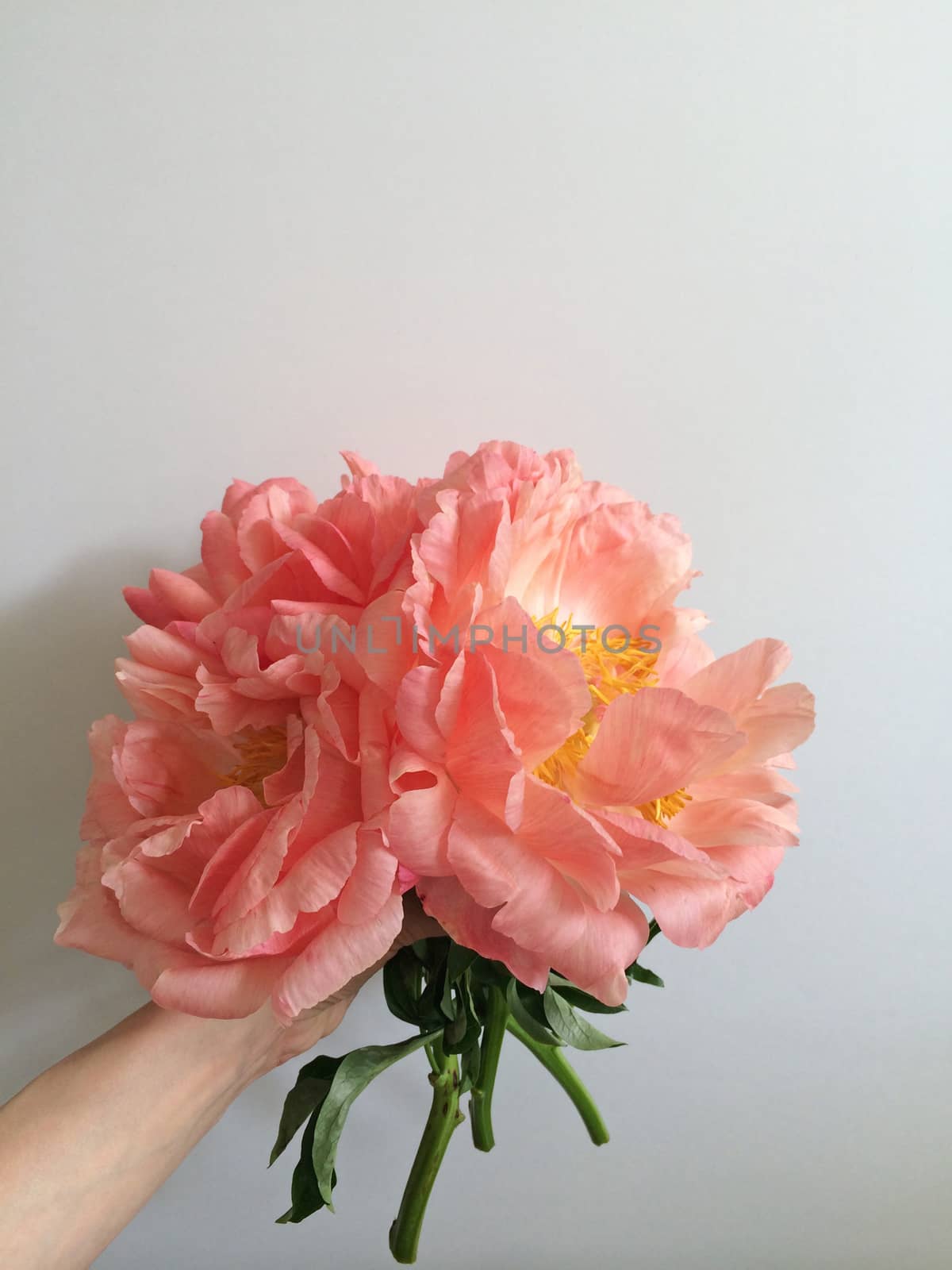 Large coral peonies by mmm