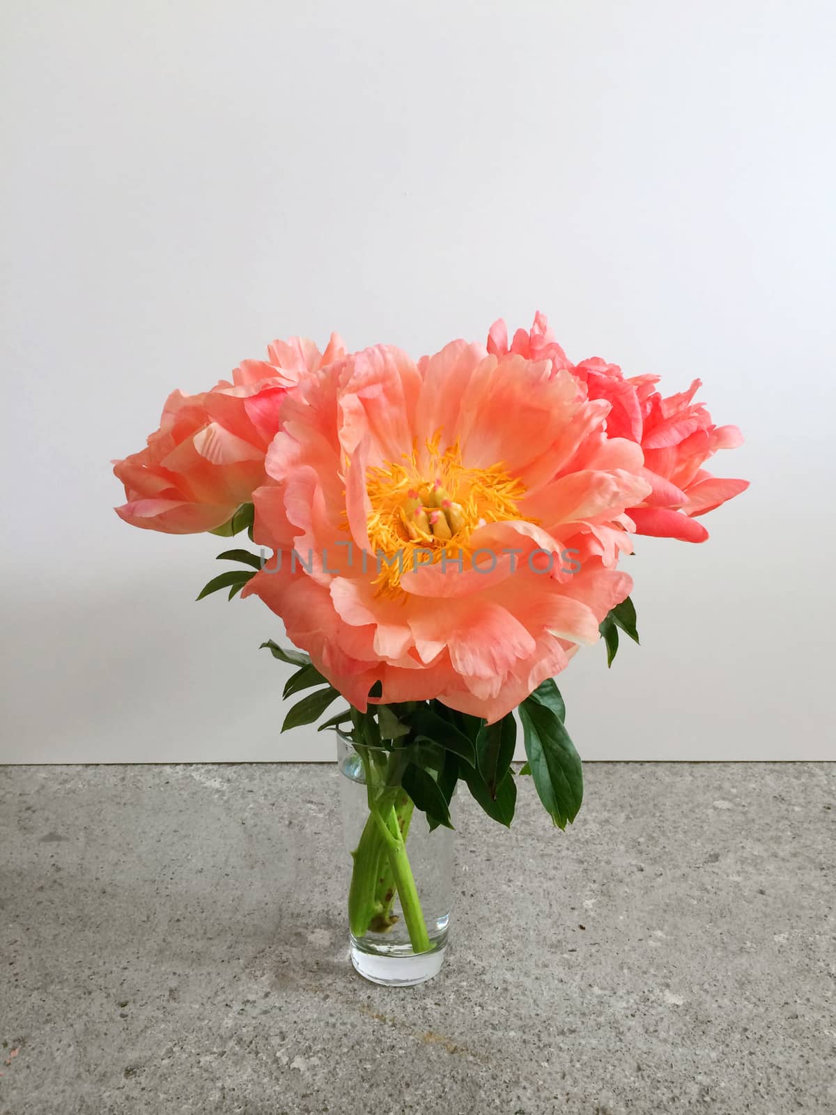 Bouquet of coral peonies by mmm