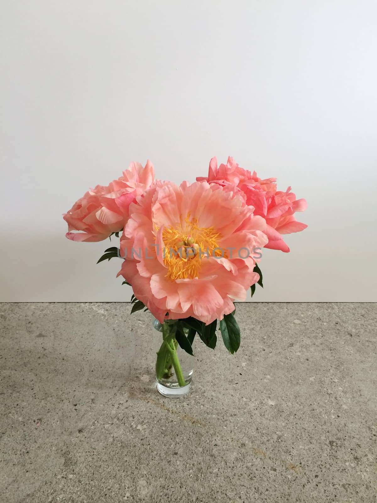 Bouquet of large coral peonies in a vase