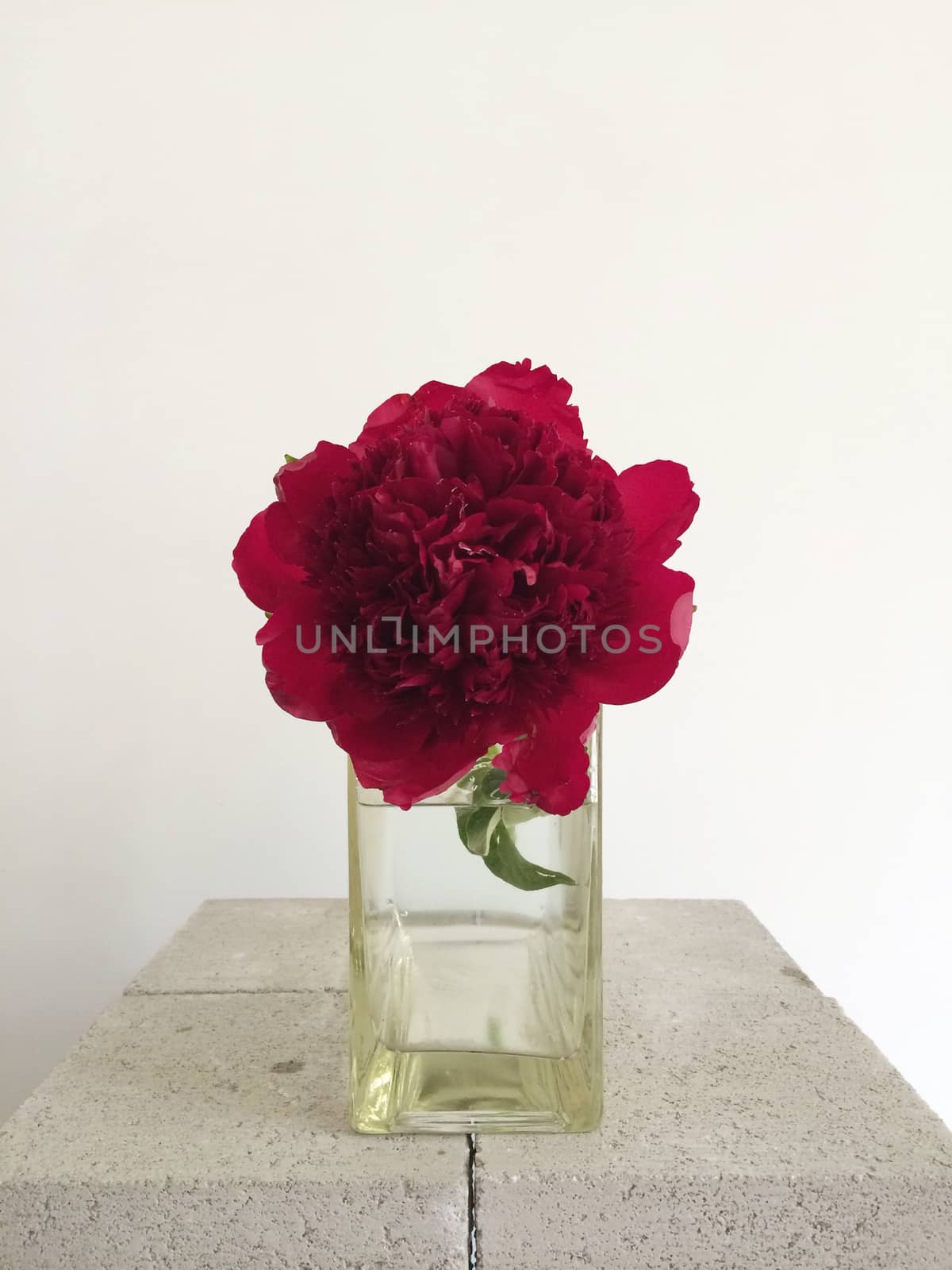 Red peony in a vase by mmm