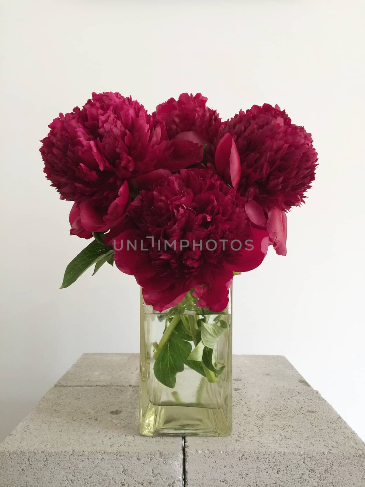 Bouquet of red peonies in a vase