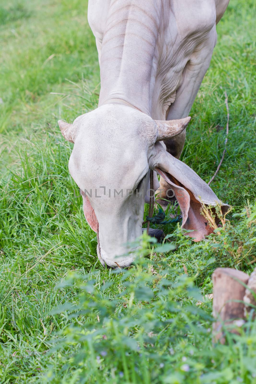 white cow eating green grass on pasture, thailand