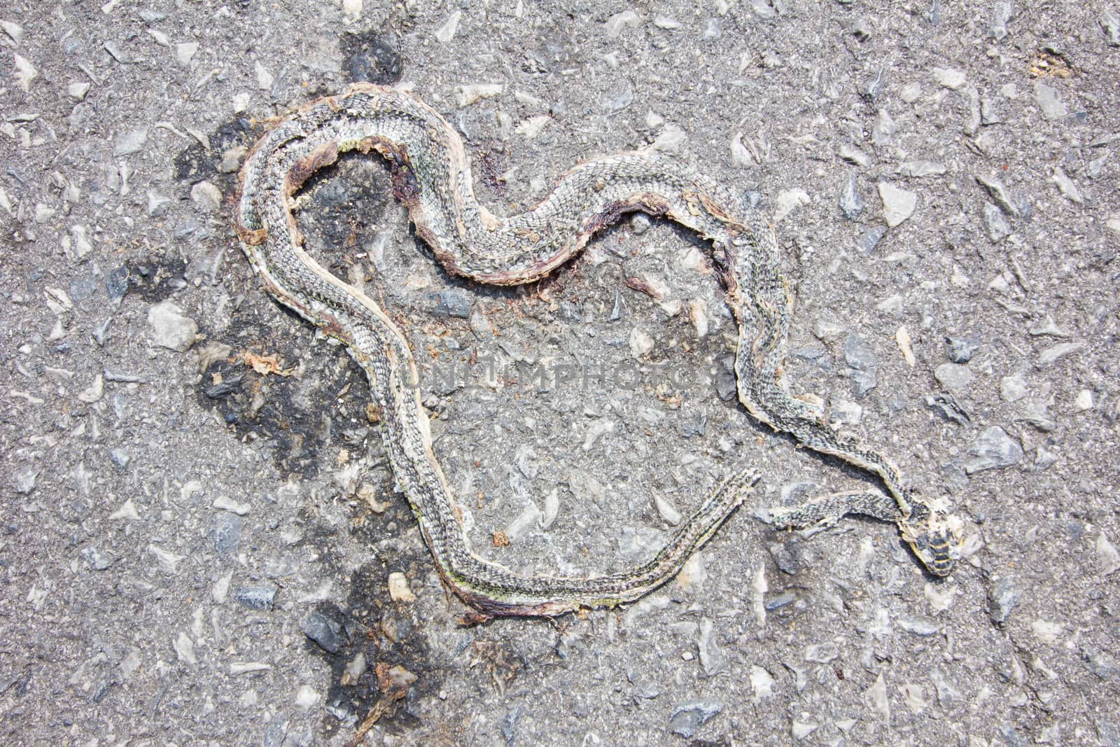 A flat dead snake on the road in thailand